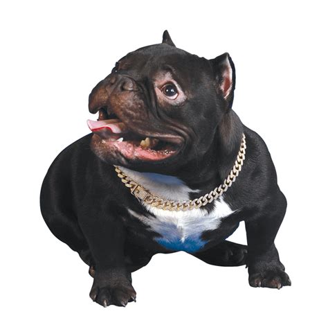 micro exotic bully price philippines|Majestically micro: the Nano Bully – Animal Scene .